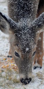 Animales,Invierno,Nieve,Ciervo