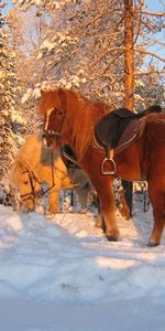 Invierno,Animales,Nieve,Caballos