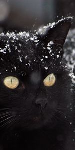 Snow,Winter,Cat,Animals