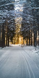 Hiver,Route,Neige,Arbres,Nature