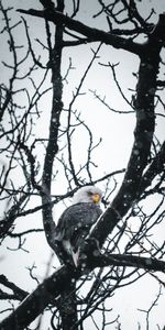 Arbre,Bois,Branches,Neige,Animaux,Oiseau,Aigle