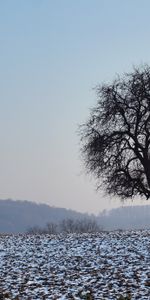 Snow,Wood,Tree,Field,Nature