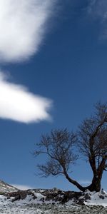 Nature,Neige,Arbre,Nuage,Seul,Bois,Solitaire,Terre