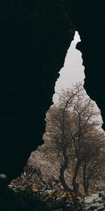 Snow,Wood,Tree,Nature,Flowers,Cave