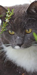 Snow,Wood,Tree,Trunk,Animals,Cat