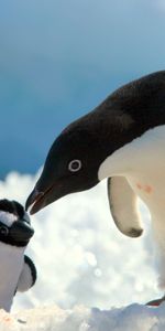 Nieve,Joven,Cuidado,Joey,Animales,Pingüinos