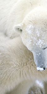 Animaux,Se Soucier,Jeune,Soin,Joey,La Fourrure,Fourrure,Neige,Ours Blanc,Ours Polaire