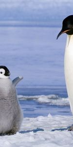 Animales,Joven,Pareja,Par,Joey,Pingüino,Nieve,Glaciar