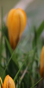 Perce Neige,Fleurs,Macro