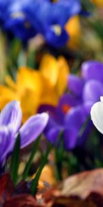 Snowdrops,Flowers,Plant,Flowering,Bloom