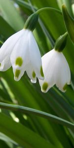 Perce Neige,Verdure,Fleurs,Légumes Verts,Source,Printemps