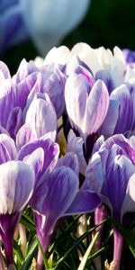 Snowdrops,Macro,Plant,Petals,Flowers