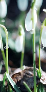 Perce Neige,Planter,Feuilles,Plante,Macro,Floraison