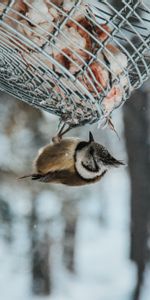 Empiler,Pile,Animaux,Oiseau,Chute De Neige