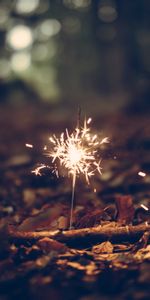 Sparks,Sparkler,Miscellanea,Miscellaneous,Foliage