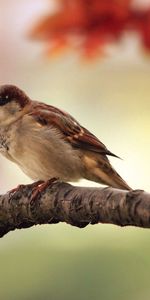 Sparrow,Nature,Bird,Branch