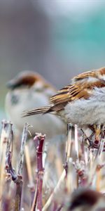 Sparrows,Winter,Branch,Animals,Birds