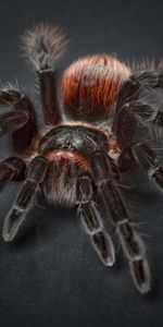 Animales,Araña,Tarántula,Aracnofobia,Araña Tarántula