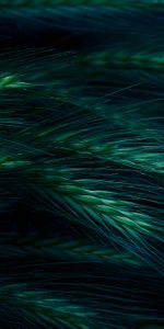 Spikelet,Grass,Dark