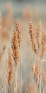 Spikelets,Grass,Cones,Macro,Brown,Plants