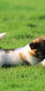 Herbe,Animaux,Chiens,Sport,Football Américain