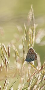 Spots,Ears,Spikes,Animals,Stains,Wings,Butterfly,Pattern