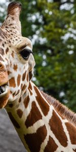 Muselière,À Pois,Boutonneux,Animaux,Museau,Girafe