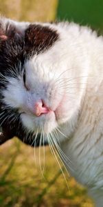 Animaux,À Pois,Boutonneux,Tendresse,Rat,Chat