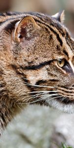 Spotted,Spotty,Wild,Animals,Big Cat,Fishing Cat,Fish Cat