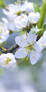 Macro,Rama,Árbol De Manzana,Manzano,Floreciente,Floreciendo,Primavera