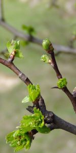 Spring,Branch,Kidney,Kidneys,Nature,Leaves