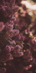 Spring,Bush,Flowering,Flowers,Lilac,Bloom