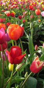 Spring,Flowers,Beauty,Field,Different,Tulips