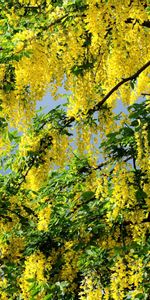 Spring,Flowers,Crown,Krone,Cloud,Flowering,Bloom