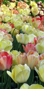 Spring,Flowers,Disbanded,Loose,Mottled,Close Up,Variegated,Tulips