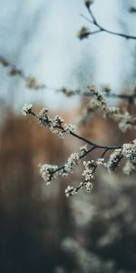 Floraison,Fleurs,Source,Jardin,Printemps