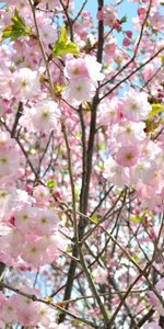 Spring,Flowers,Sky,Branches,Greens,Bloom,Flowering,Sakura