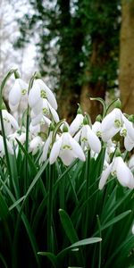 Spring,Grass,Snowdrops,Flowers