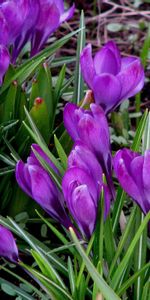 Snowdrops,Hierba,Primavera,Flores