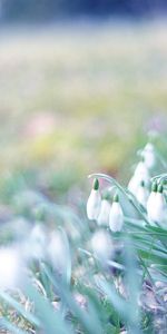 Perce Neige,Mars,Herbe,Lumière,Source,Briller,Nature,Printemps