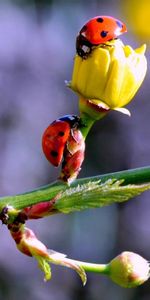 Spring,Macro,Branch,Buds,Ladybugs