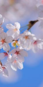 Spring,Macro,Flowering,Branch,Plant,Bloom,Flowers