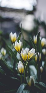 Spring,Macro,Flowers,Blur,Smooth,Flowering,Bloom