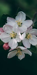 Spring,Macro,Flowers,Blur,Smooth,Flowering,Branch,Bloom