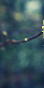 Spring,Macro,Glare,Shine,Light,Branch