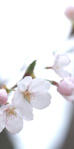 Cielo,Ramita,Cereza,Macro,Brillar,Luz,Primavera,Borrosidad,Suave,Sakura