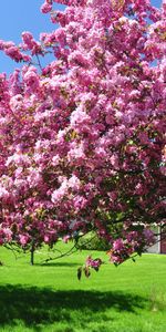 Jardín,Árboles,Rosa,Patio,Floreciente,Floreciendo,Primavera,Naturaleza,Rosado