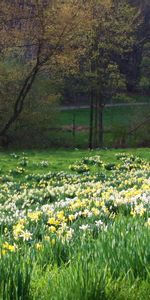 Spring,Nature,Grass,Flowers