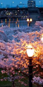 Spring,Rivers,Lights,Lanterns,Bridges,Trees,Color,Evening,Cities,City,Park,Bloom,Night