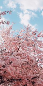 Cereza,Cielo,Ramas,Florecer,Sucursales,Floración,Primavera,Flores